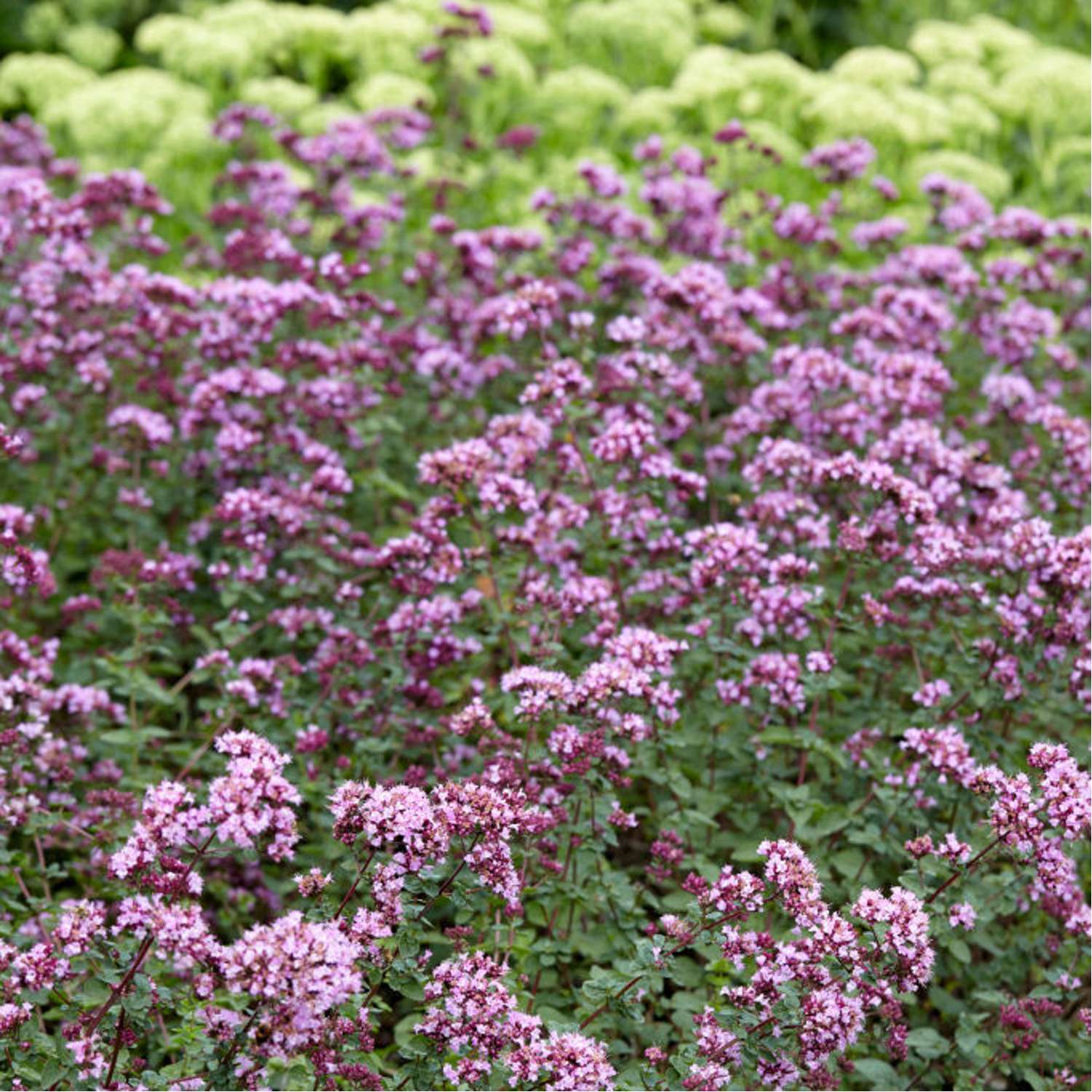 Merian 'Rosenkuppel' (Origanum)